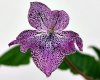 Streptocarpus HOTOTOGISU